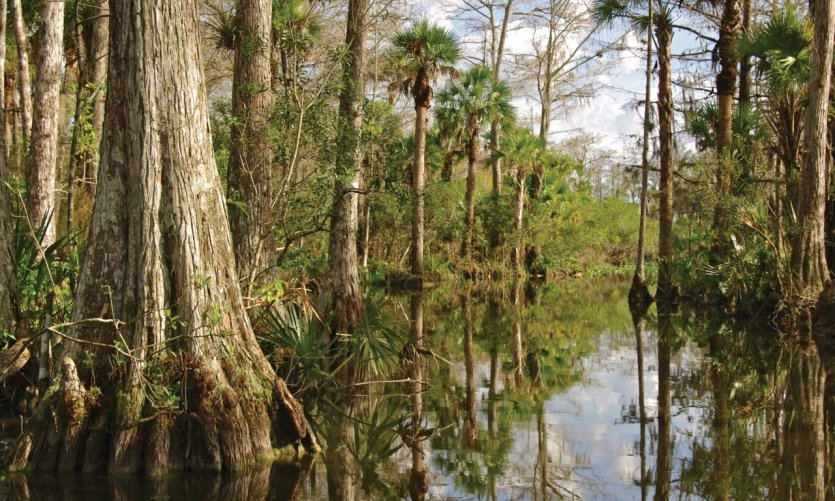 Mangrove des Everglades. Mangrove des Everglades.