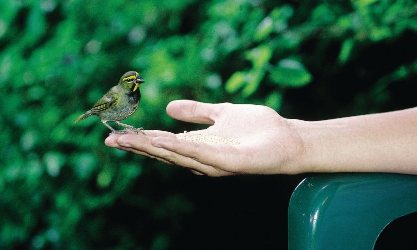 <p>Even birds bear the colours of Jamaica.</p> <p>Even birds bear the colours of Jamaica.</p>
