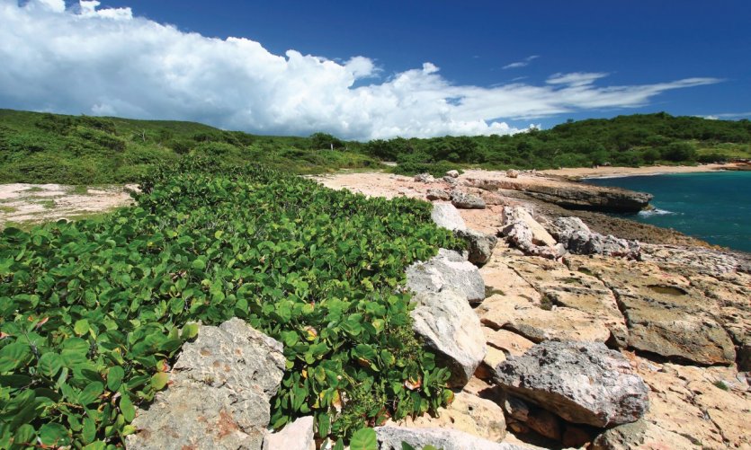 <p>Bosque Estatal de Guánica.</p> <p>Bosque Estatal de Guánica.</p>