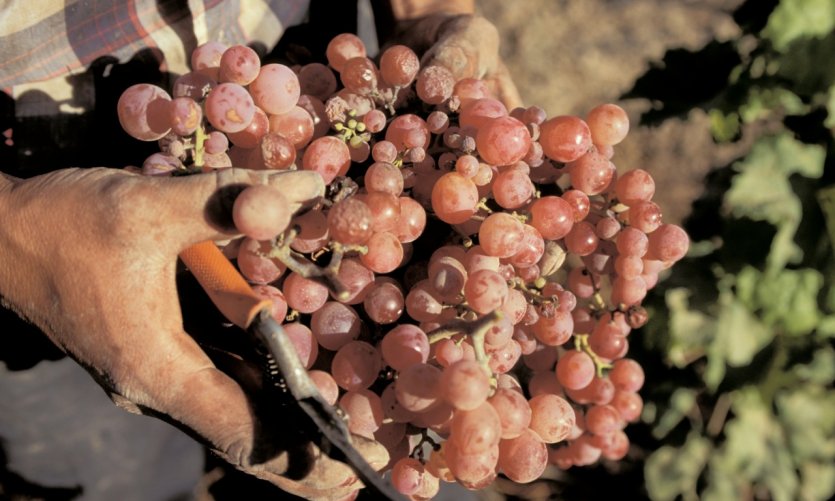 Vignes de La Serena Vignes de La Serena