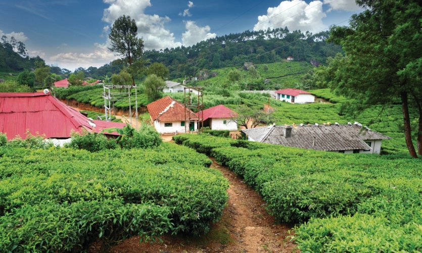 <p>Tea plantation in Munnar.</p> <p>Tea plantation in Munnar.</p>
