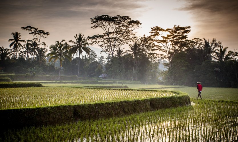 Rizière près d'Ubud. Rizière près d'Ubud.