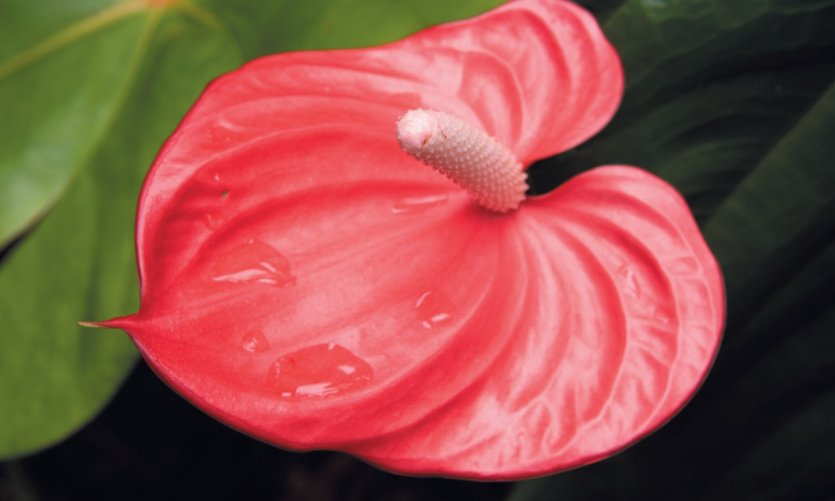 Jardin des Parfums et des Épices. Jardin des Parfums et des Épices.