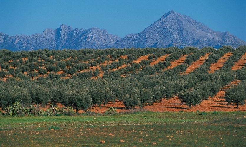 Production of olive trees in the area of Thuburbo Majus. Production of olive trees in the area of Thuburbo Majus.