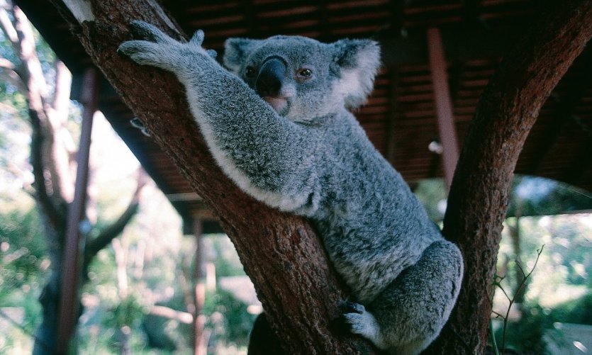 Koala du zoo de Sydney. Koala du zoo de Sydney.