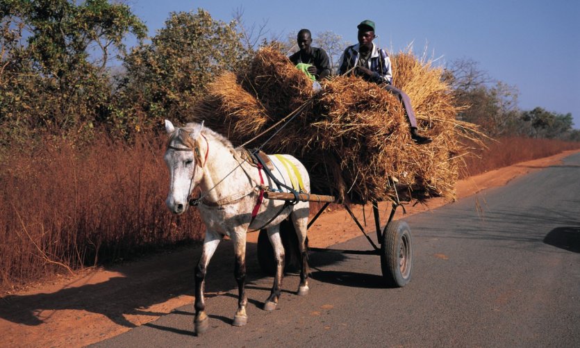 <p>Charrette à cheval près de Ziguinchor.</p> <p>Charrette à cheval près de Ziguinchor.</p>