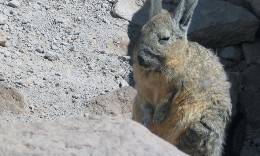 Viscaches, mi-écureuil mi-lapin Viscaches, mi-écureuil mi-lapin