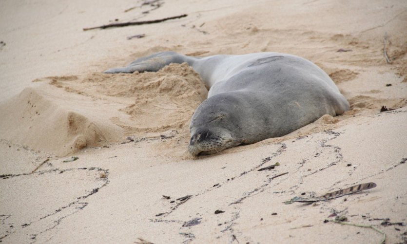 <p>Seal from Poipu Beach.</p> <p>Seal from Poipu Beach.</p>
