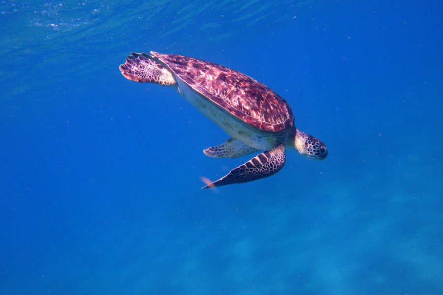 Tortue de mer. shutterstock - matej spiroch