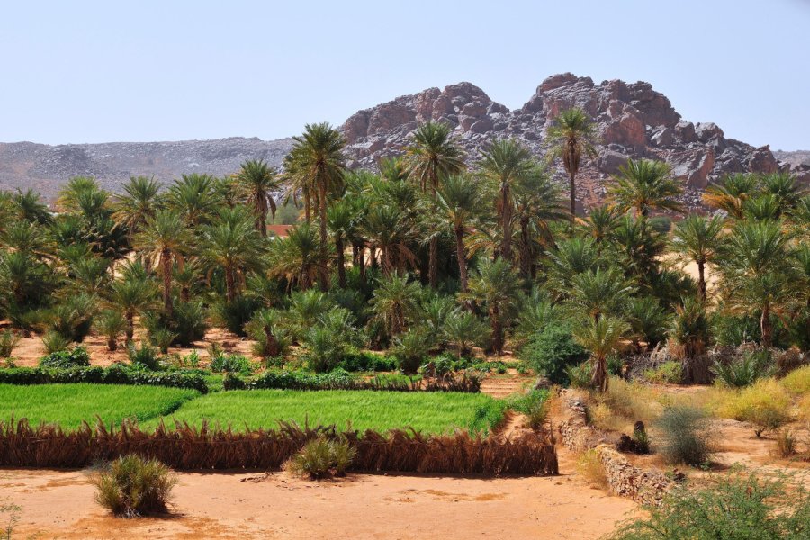 Oasis dans la région de Tagant. imageBROKER.com - Shutterstock.com