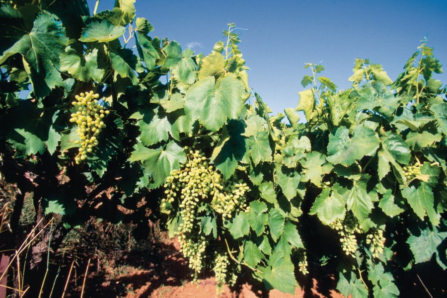 Raisin des vignes crétoises. Author's Image