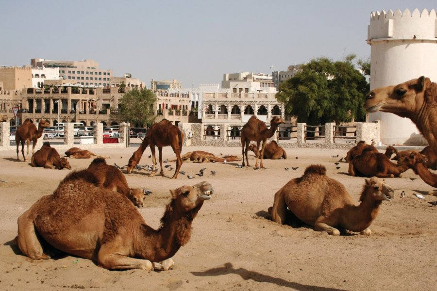 L'espace des chameaux à Doha. iStockphoto.com/Roll6