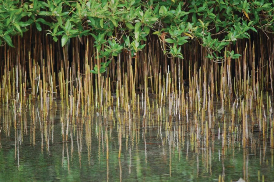 Mangroves de l'îlot de Bu Tinah. Abu Dhabi Tourism Authority