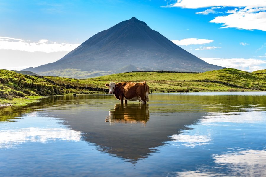 Les vaches sont caractéristiques du paysage açorien, ici devant le mont Pico. Benjamin van der Spek - Shutterstock.com