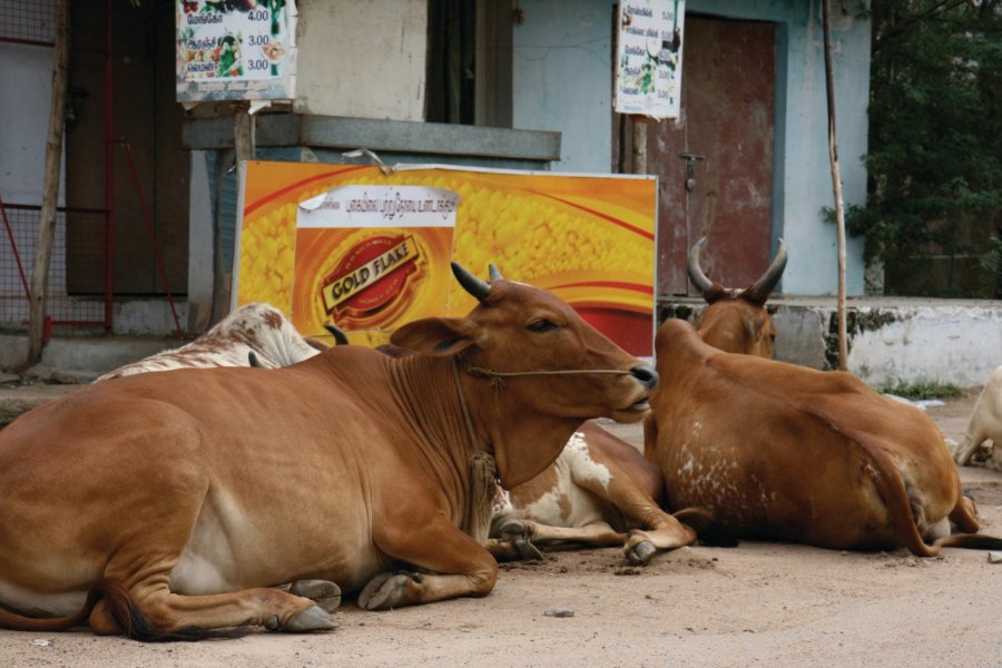 Les vaches sont les maîtresses des centres-villes. Stéphan SZEREMETA