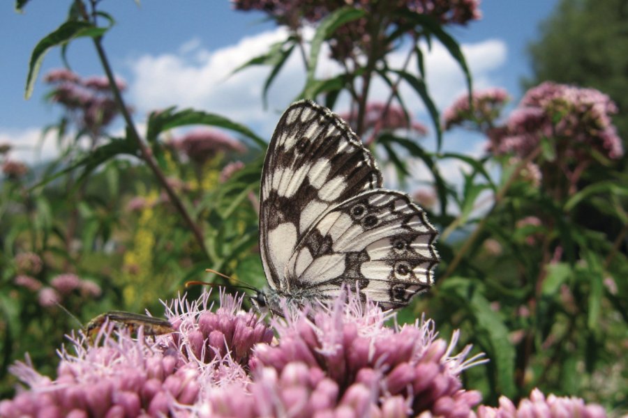 Papillon du Comino. Archivio Ticino Turismo