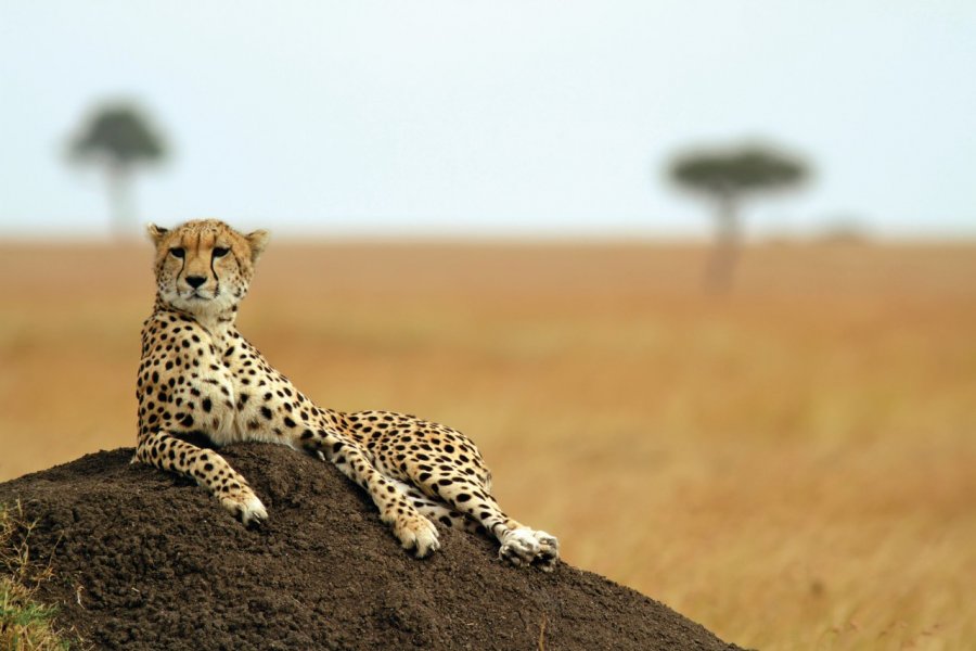 Jeune cheetah au repos dans la réserve naturelle de Maralal. Tankbmb - iStockphoto