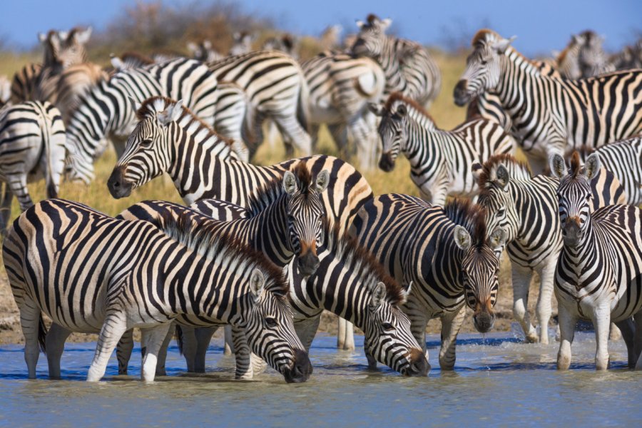 Zébres dans le parc national Nxai & Makgadikgadi Pans. Radek Borovka - Shutterstock.com