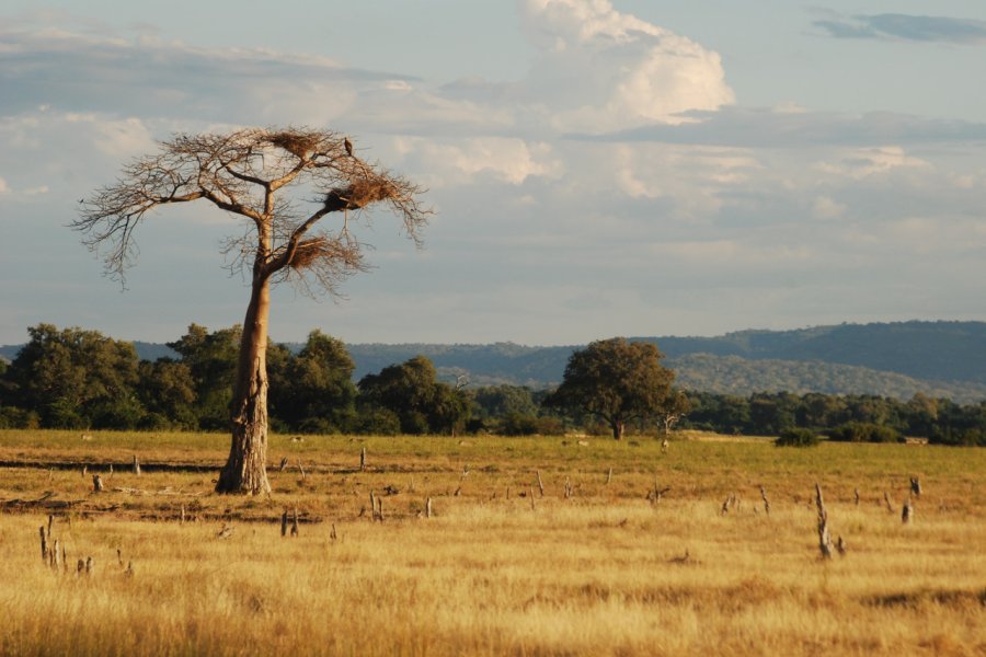 Parc national du sud de Luangwa. DRWasmgrr - Shutterstock.com