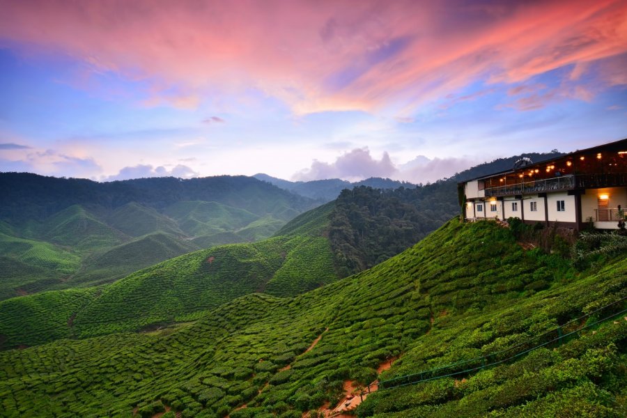 Plantation de thé des Cameron Highlands. Fiz_zero / Shutterstock.com