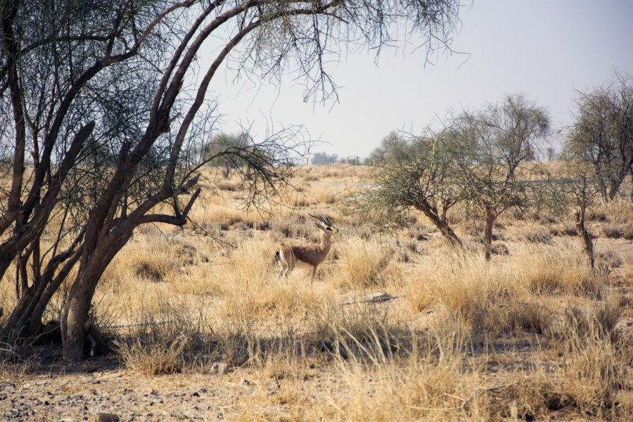 Chinkara dans le parc national du désert. k86 - Shutterstock.com