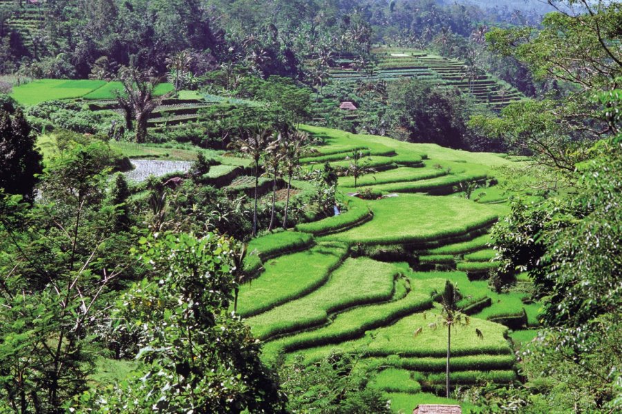 Jatiluwih, village situé à proximité du mont Batukau. Author's Image