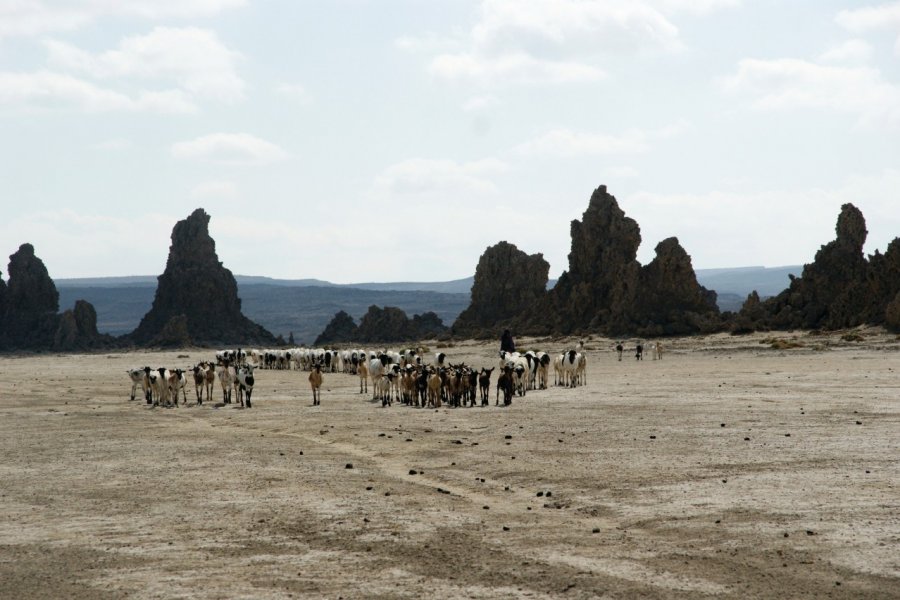 Nomades afar sur le lac Abbé. Eyerusalem ABERA