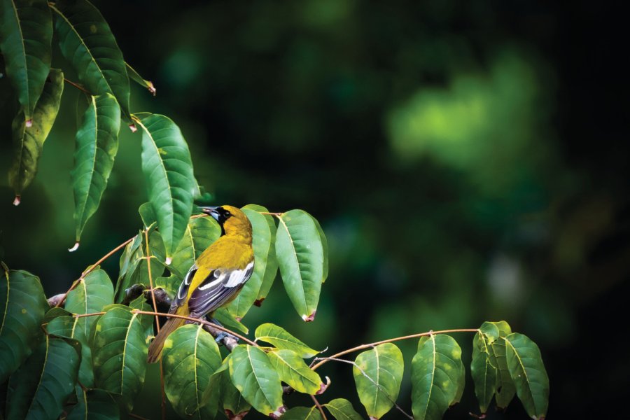 Oriole à capuchon. Debbie Ann Powell - iStockphoto.com