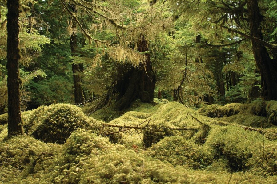 Gwaii Haanas National Park cfarish - iStockphoto.com