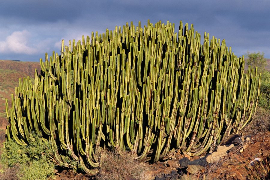 Cactus. (© Author's Image))