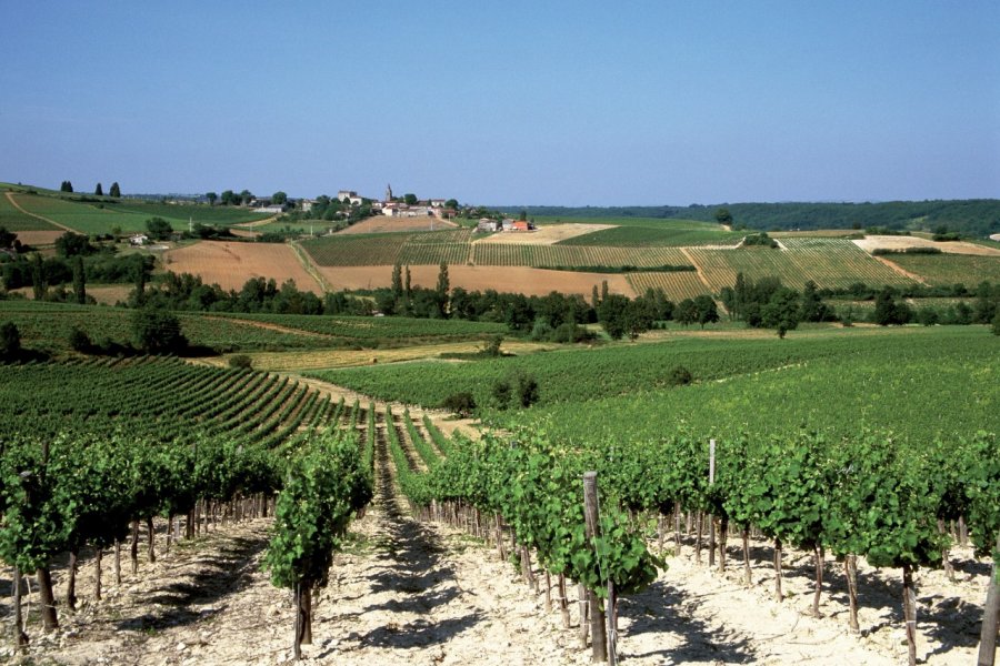 Vignoble de Gaillac AM stock nature