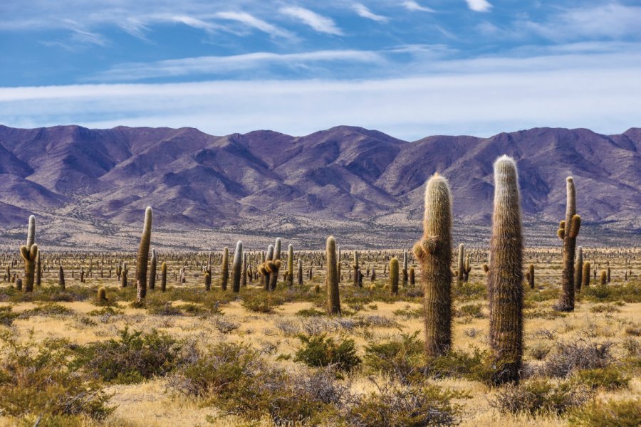 Parc national de Los Cardones. kovgabor79 - iStockphoto.com