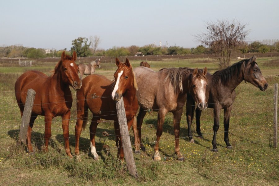 Chevaux de l'estancia La Cinacina Stéphan SZEREMETA