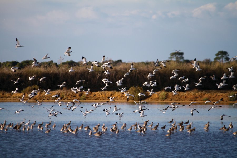 La Ria Formosa. membio - iStockphoto.com