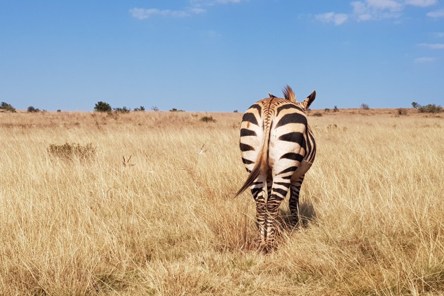 Zèbre, Rhino & Lion Nature Reserve. Chloé OBARA