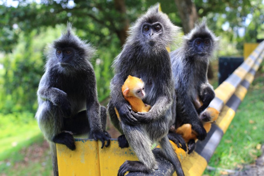 Semnopithèques à coiffe avec leurs bébés à Kuala Selangor. Usoltceva Anastasiia - Shutterstock.com