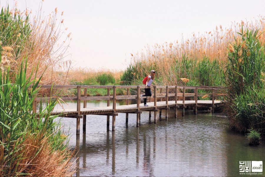 Un passage en bois dans la réserve humide d'Azraq. Visit Jordan