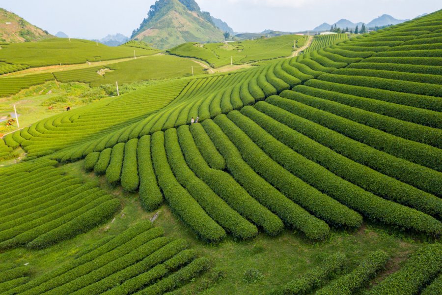 Plantations de thé, Môc Châu. kid315 - Shutterstock.com