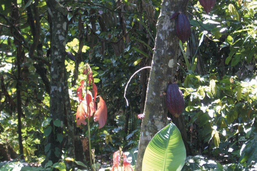 Cacaoyer dans l'écosystème parfait du parc national Henri Pittier. Laurent BOSCHERO