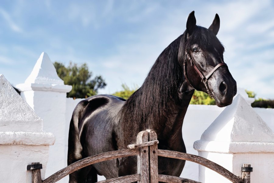 Le Pur-Sang Minorquin. Katerina Equinephotography