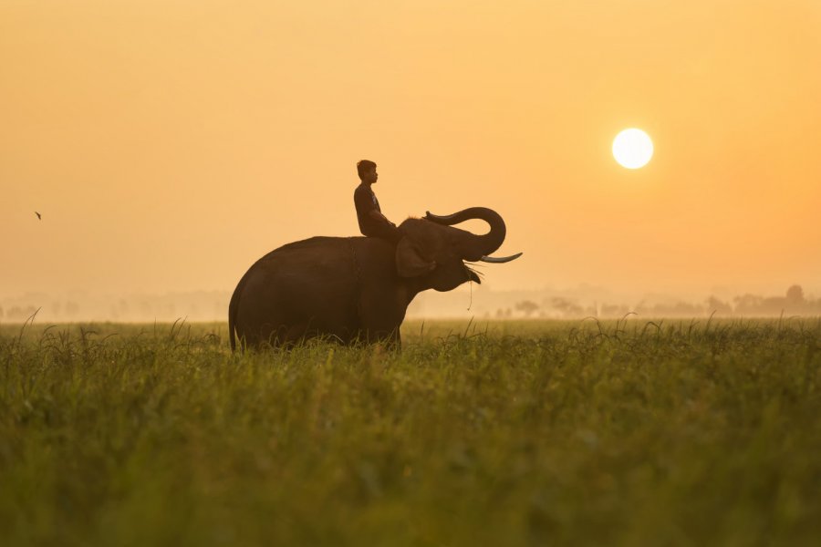 A dos d'éléphant à Surin. Suriya99 - Shutterstock.com