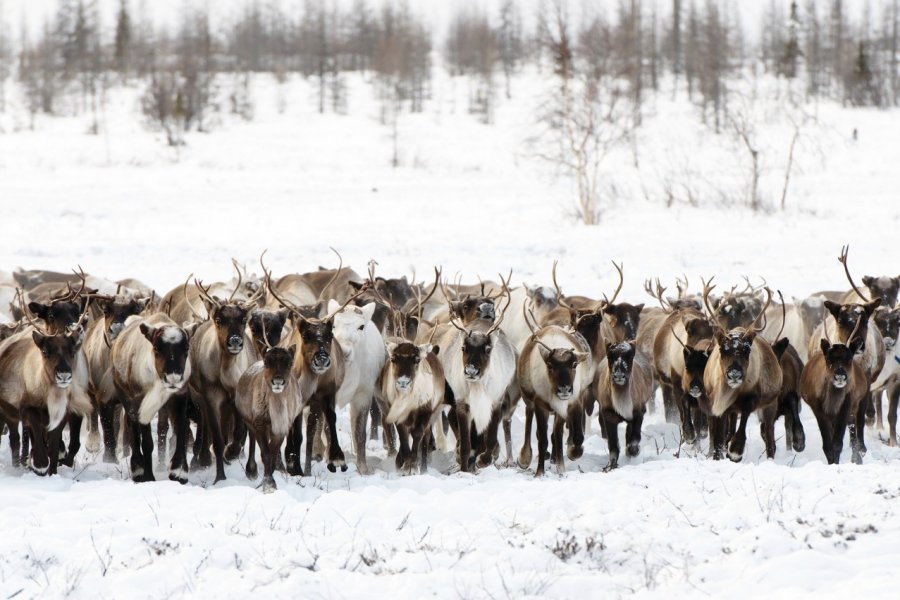 Rennes en migration dans la toundra de Yamalie Youngtalldog