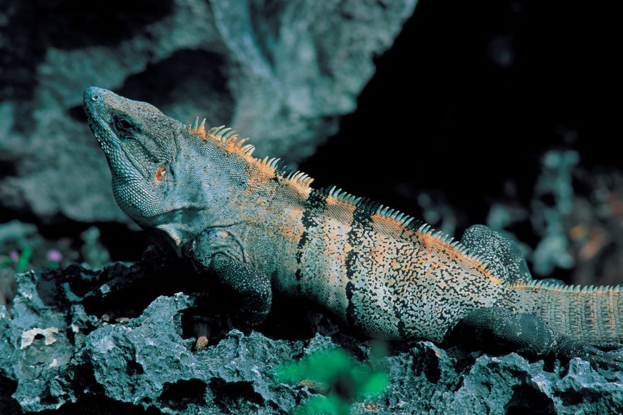 Iguane dans la réserve naturelle du Río Lagartos. Eric Martin - Iconotec