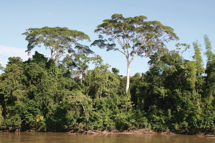 Végétation amazonienne. Stéphan SZEREMETA