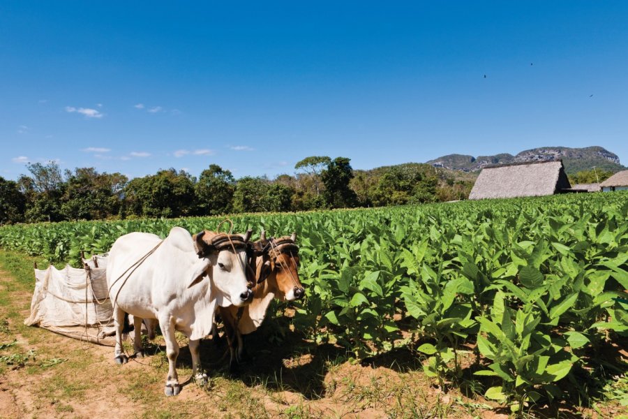 Culture du tabac, Pinar del Rio. Flavio Vallenari - iStockphoto