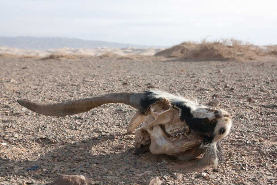 Désert de Gobi. Maxence Gorréguès