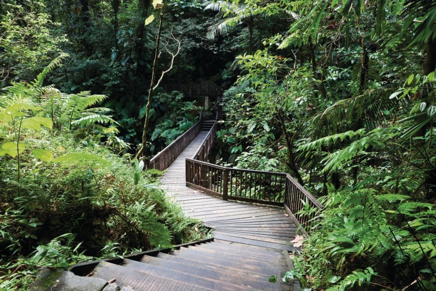 Chemin menant aux chutes du Carbet. iStockphoto.com/stevegeer