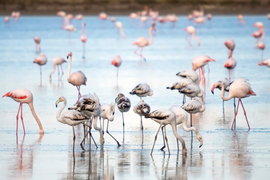 Sur le lac salé de Larnaka. Yulia Avanessova - Shutterstock.com