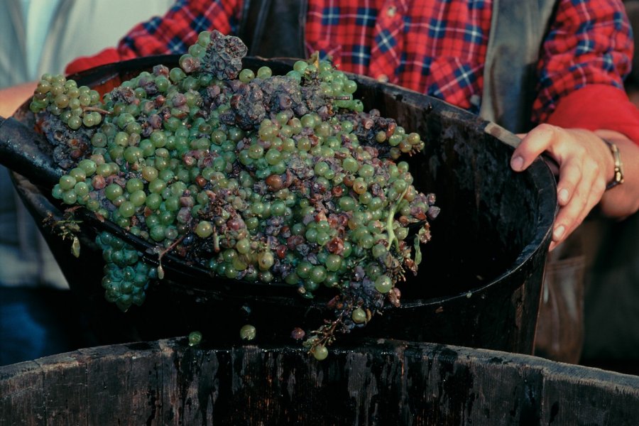 Fête des vendanges à Marlenheim. (© F. IREN & C. PINHEIRA - AUTHOR'S IMAGE))