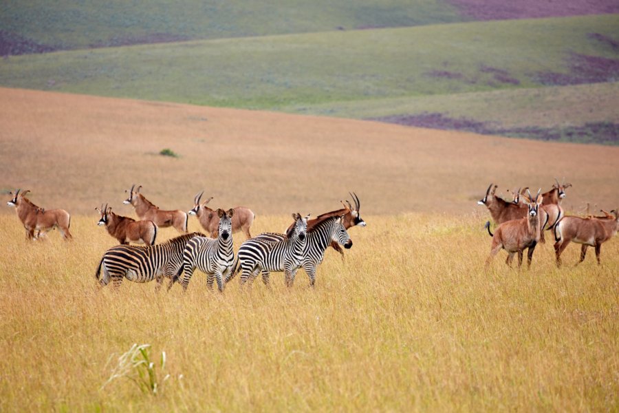 Nyika national park. Alex van Schaik - Shutterstock.com